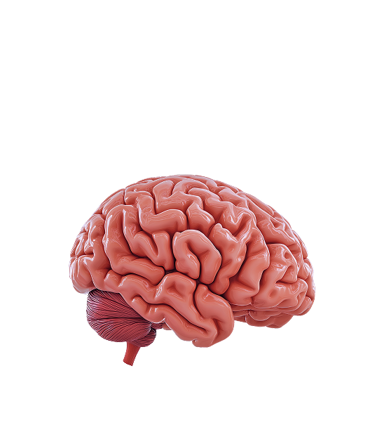 Мозг человека