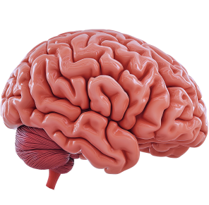 Мозг человека