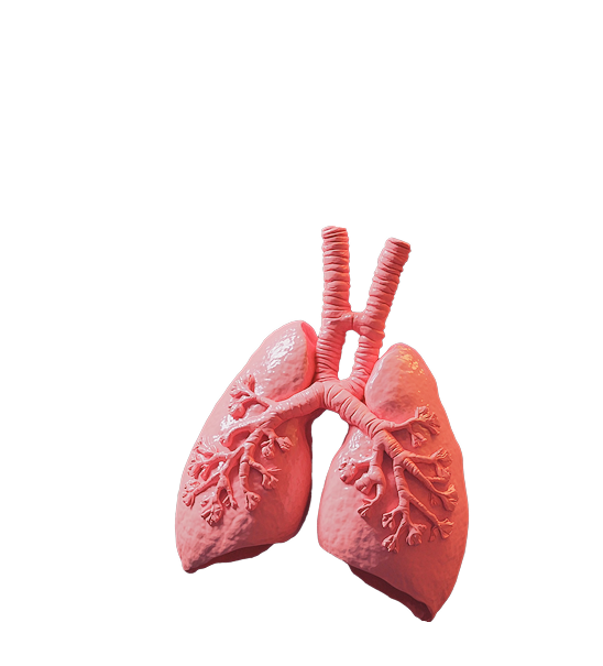 Лёгкие человека