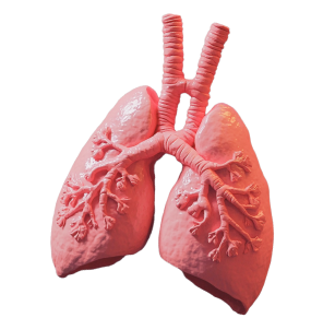 Лёгкие человека